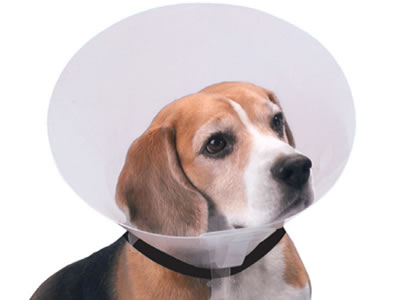 Transparent Dog Collar